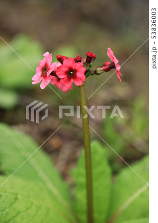 (栃木県)奥日光・千手が浜のクリンソウ (栃木県)奥日光・千手が浜のクリンソウ 53836003