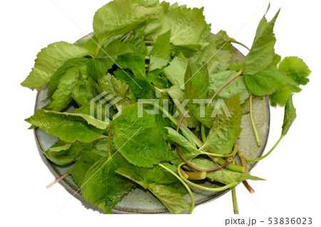 シャキシャキ、清々しい香り、風味豊かな山三つ葉。山菜、野菜イメージ素材 シャキシャキ、清々しい香り、風味豊かな山三つ葉。山菜、野菜イメージ素材 53836023
