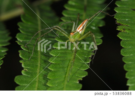 生き物　蜘蛛　シマササグモ、南方系。本州にもいるようですが見るなら八重山。『シマ』は縞それとも島？ 53836088
