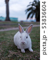 島のうさぎ 53836604