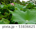 スイレンと水滴 53836625