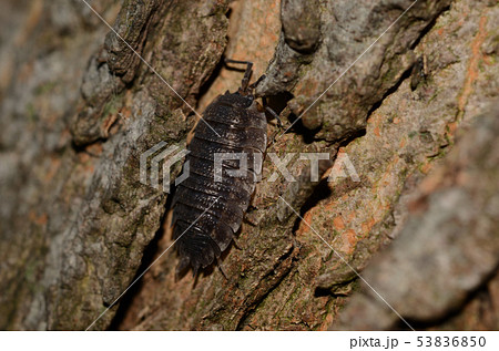 2019 06 09 ワラジムシ　札幌市 53836850