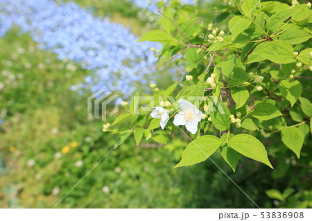 バイカウツギの花 53836908