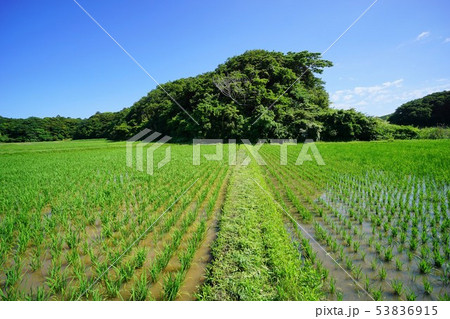 千葉県　田園　安馬谷里山 53836915