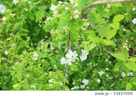 バイカウツギの花 バイカウツギの花 53837099