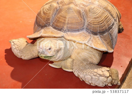 カメ 53837117