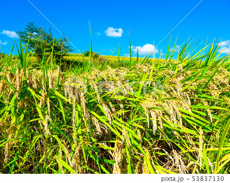 黄金色に実った稲 53837130