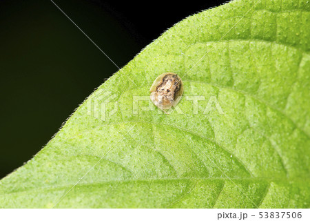 イノコズチカメノコハムシ イノコズチカメノコハムシ 53837506