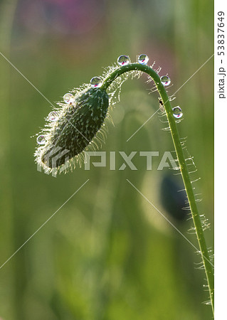 ピーク 花 水滴 53837649