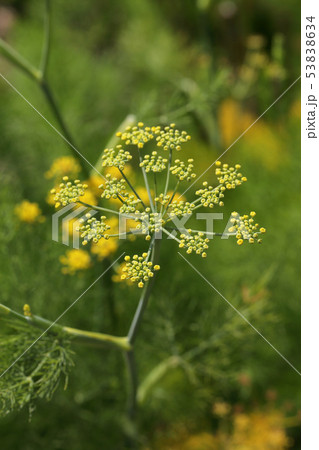 フェンネルの花の蕾の写真素材