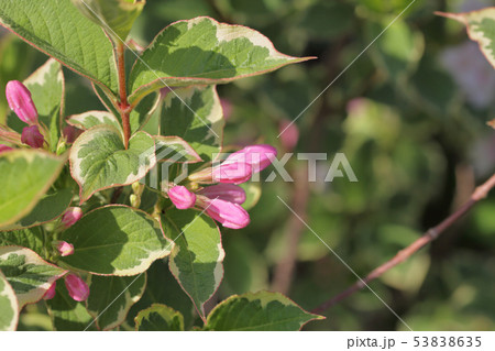 斑入りウツギの花の蕾の写真素材
