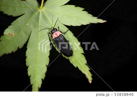 ゲンジボタル ゲンジボタル 53838640