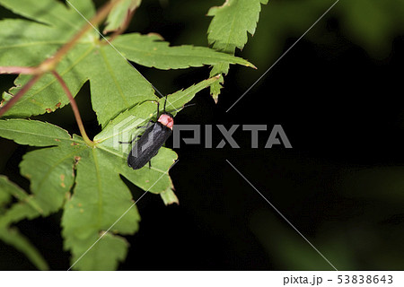 ゲンジボタル 53838643