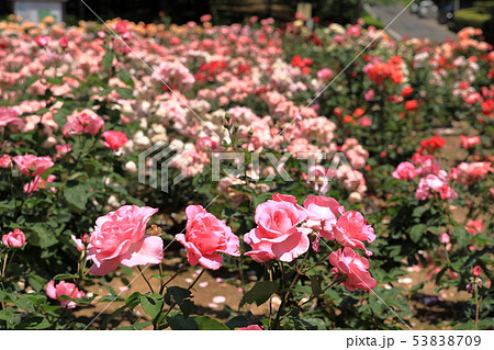 与野公園の薔薇まつり 53838709