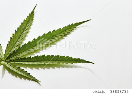 Cannabis fan leaf on white background 53838752
