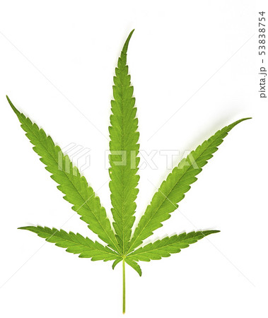 Cannabis fan leaf on white background 53838754