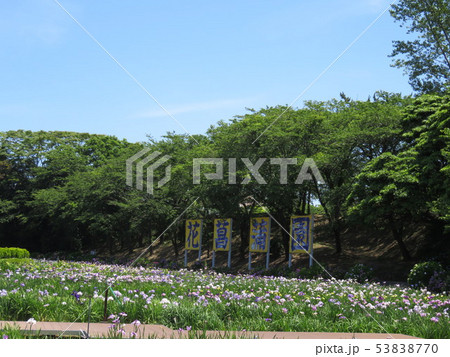 福井県　あわら市　花菖蒲園 53838770
