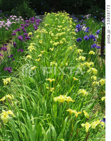 福井県　あわら市　花菖蒲園 53838773