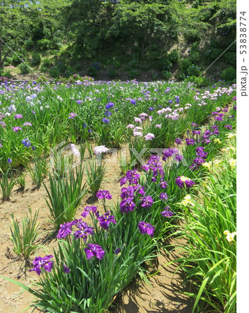 福井県　あわら市　花菖蒲園 53838774
