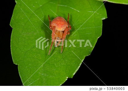 生き物　蜘蛛　コゲチャオニグモ、一、五センチほどのオニグモの仲間。体色は変化に富むそうですが・・・ 53840003