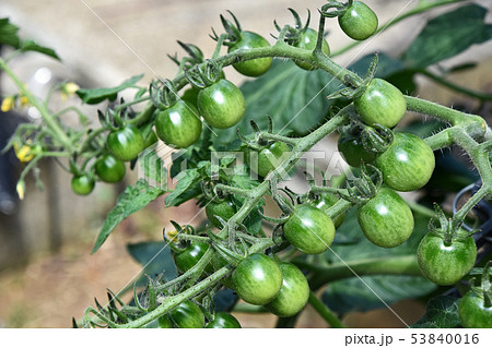 家庭菜園のミニトマト 53840016
