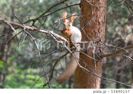 Squirrel in tree at sunrise. 53840137