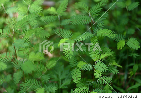 カワラケツメイの葉っぱ 53840252