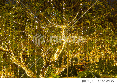 Decorative outdoor string lights hanging on tree  Decorative outdoor string lights hanging on tree  53840435