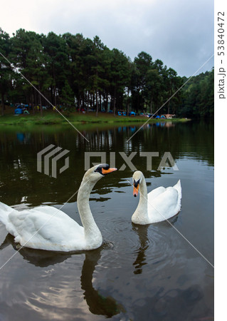 Lake with a white swan 53840472