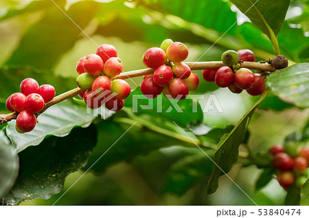 Coffee beans ripening, fresh coffee,red berry 53840474