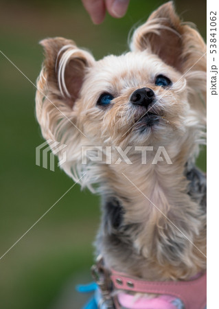 わんこ わんこ 53841062