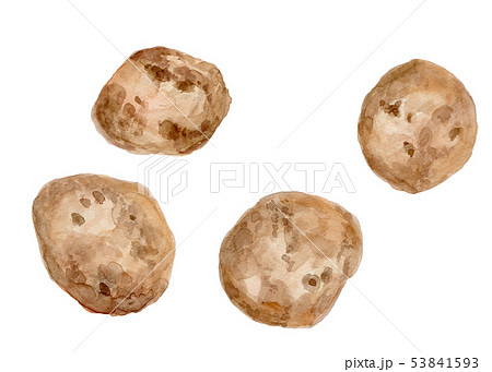 Solanum tuberosum じゃがいも Solanum tuberosum じゃがいも 53841593
