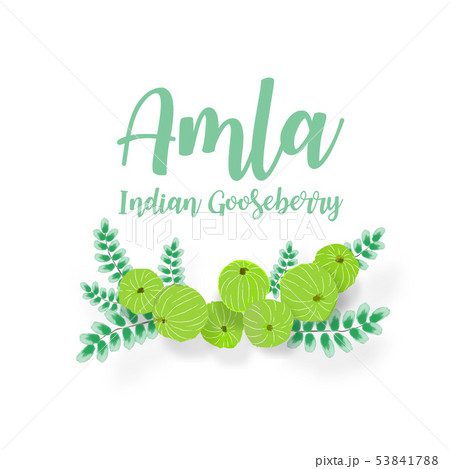 Watercolor Indian gooseberry, Phyllanthus emblica Watercolor Indian gooseberry, Phyllanthus emblica 53841788
