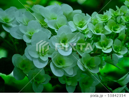 紫陽花 紫陽花 53842354
