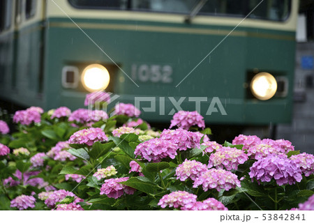 雨の江ノ電とアジサイ 【神奈川県鎌倉市】  53842841