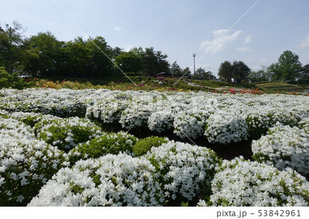 満開の白つつじ 53842961