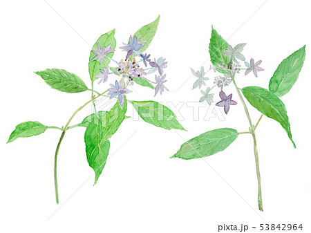 Hydrangea serrata ヤマアジサイ 53842964