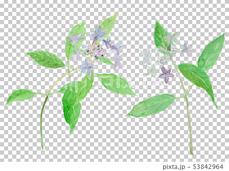 Hydrangea serrata Hydrangea 53842964