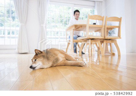 犬のいるリビングイメージ 53842992
