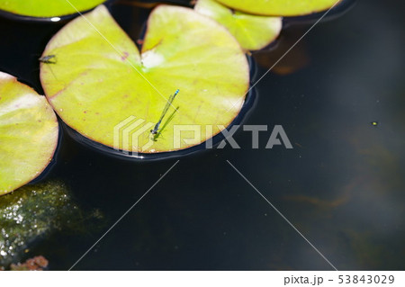 睡蓮の葉の上のイトトンボ１０ 53843029