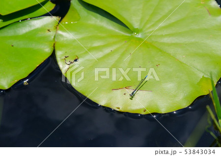 睡蓮の葉の上のイトトンボ１６ 53843034