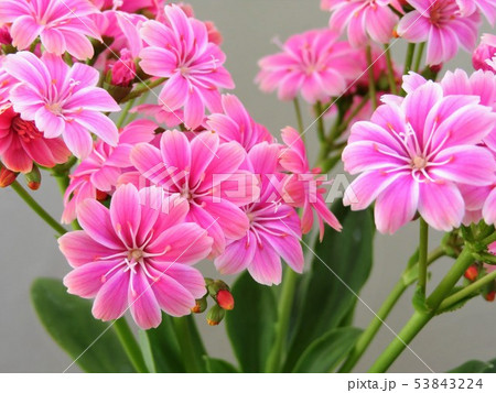 春の花　ピンク色のレウイシア　クローズアップ 53843224
