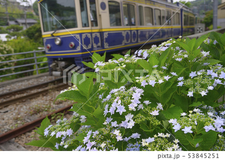 線路脇のアジサイ 【神奈川県鎌倉市】 江ノ電 線路脇のアジサイ 【神奈川県鎌倉市】 江ノ電 53845251