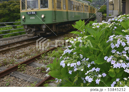 線路脇のアジサイ 【神奈川県鎌倉市】 江ノ電 線路脇のアジサイ 【神奈川県鎌倉市】 江ノ電 53845252