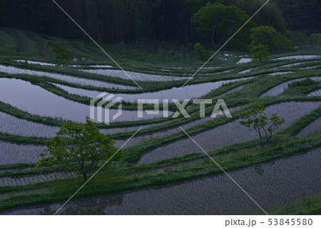 月夜の大山千枚田 【千葉県鴨川市】 53845580