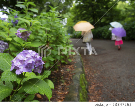 あじさい・梅雨 あじさい・梅雨 53847262