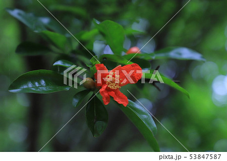 ヒメザクロ 53847587