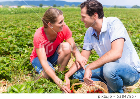 Woman and man on a pick yourself strawberry field 53847857