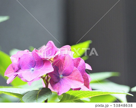 紫陽花の花　晴れた日の初夏の花 53848638