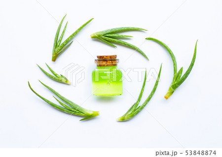 Aloe vera is a popular medicinal plant for health. 53848874